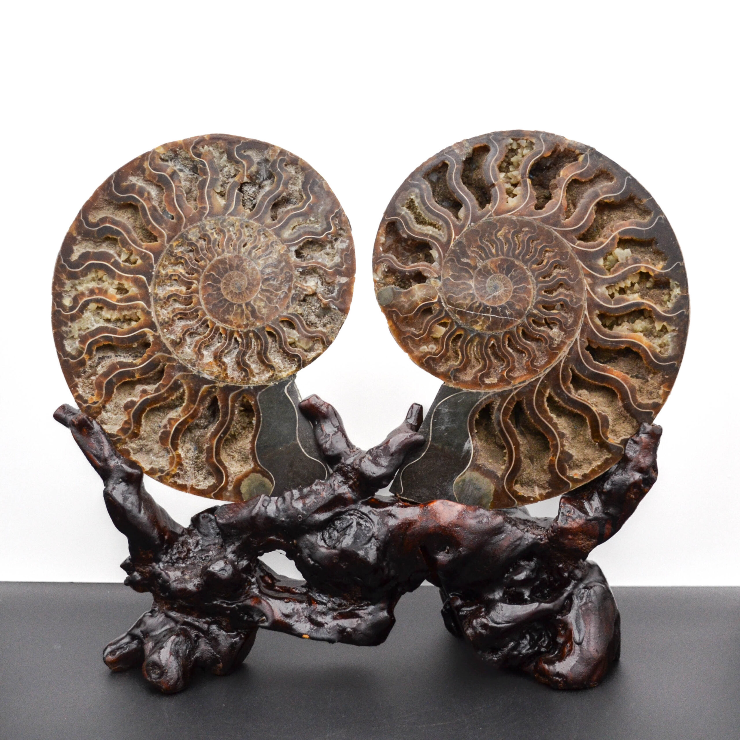 Large Split Pair Ammonite Conch Fossils with Custom Wood Double Stand