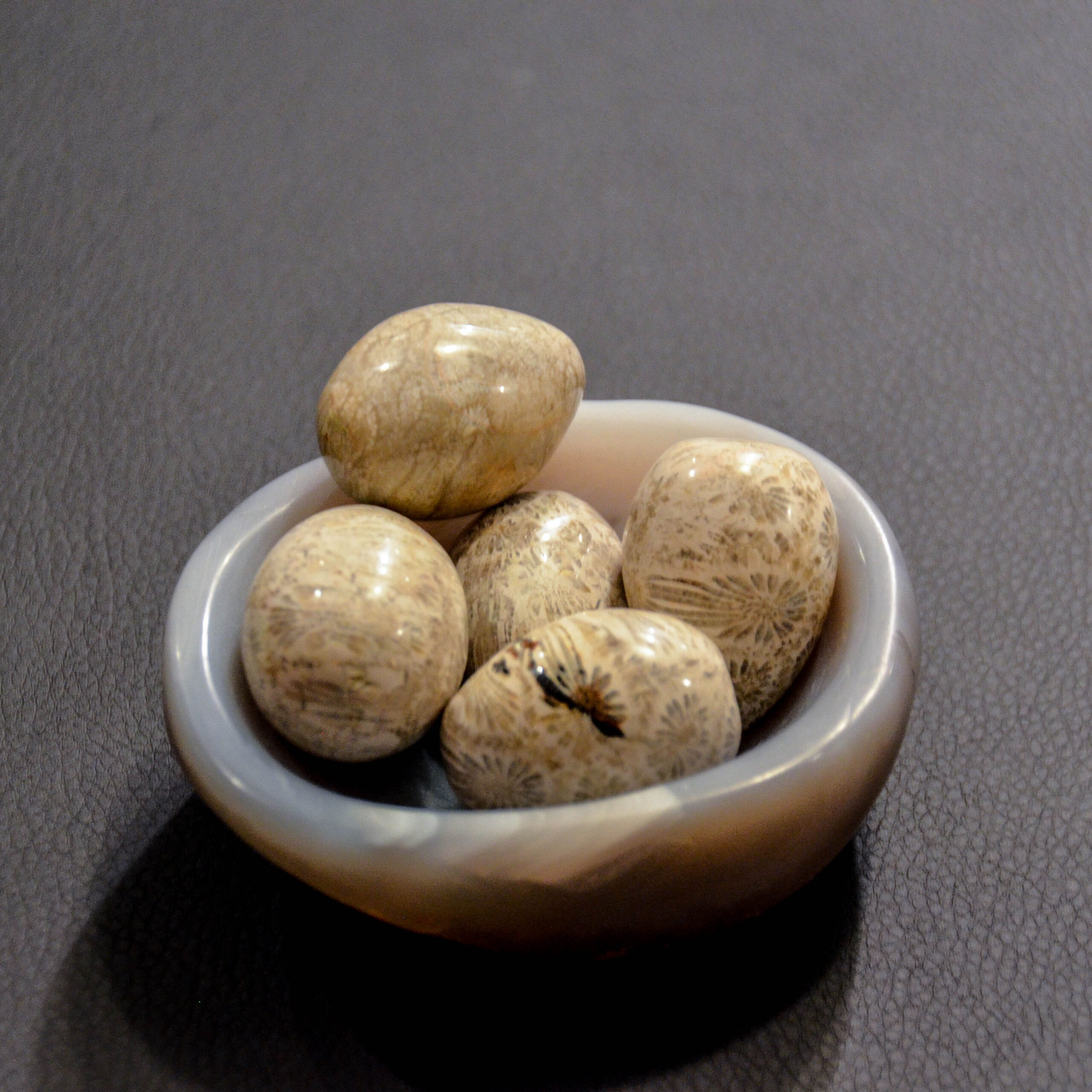 5-Polished Tumbled Fossil Coral Stones