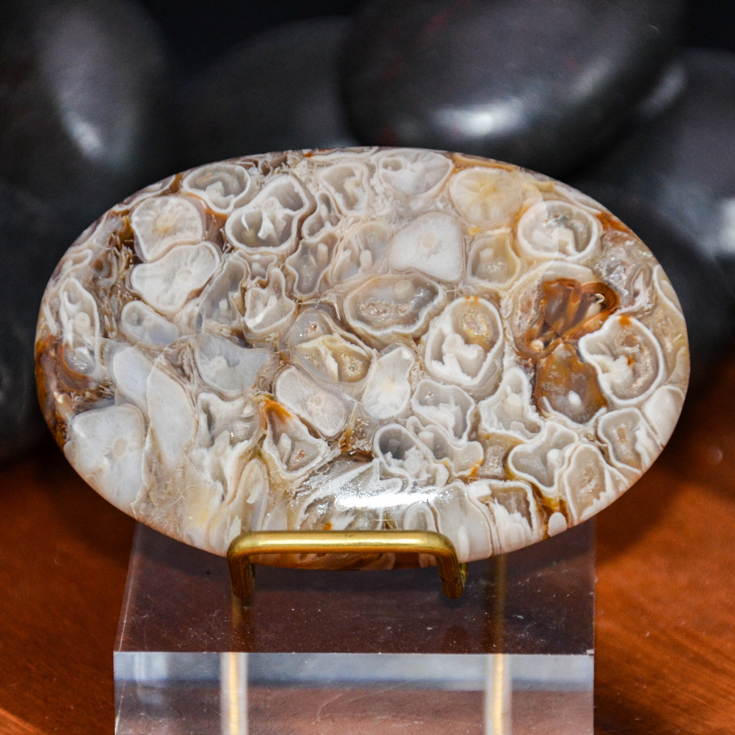 Peanut Fossil Palm Stone is a polished stone with a mix of shades of browns, tans, and blacks in the shape of peanuts throughout.